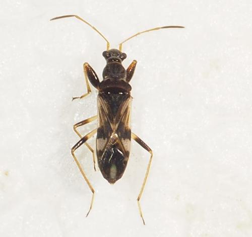 Neopamera bilobata
